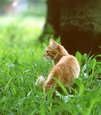 猫にとって必要な食事の基準