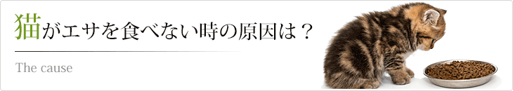 猫がエサを食べない時の原因は？